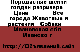 Породистые щенки голден ретривера › Цена ­ 25 000 - Все города Животные и растения » Собаки   . Ивановская обл.,Иваново г.